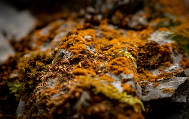 lichen on rock © Ronny