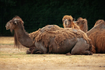 beautiful camels in Berlin Zoo