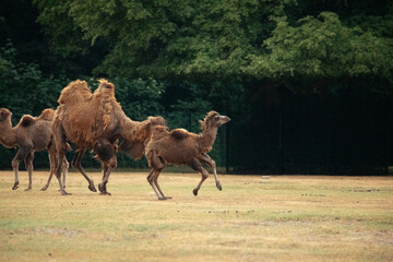 beautiful camels in Berlin Zoo