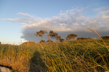 Obraz premium trees in the grass