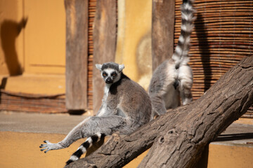 Ring-tailed lemur (Lemur catta) Berlin zoo