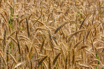 Goldgelbe erntereife Getreideähren