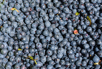 Gepflückte Heidelbeeren - auch Blaubeere (Vaccinium myrtillus)