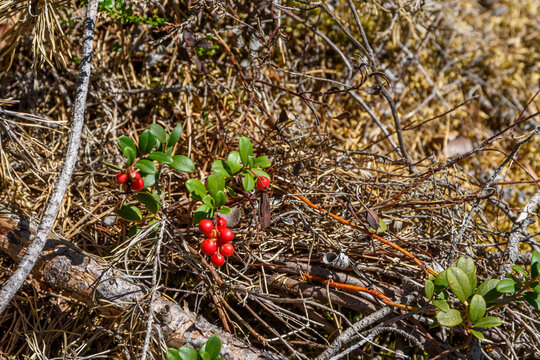 Wild wachsende Preiselbeere (Vaccinium vitis-idaea)