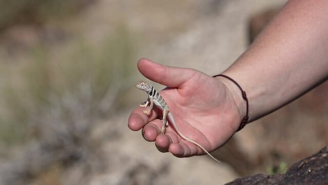 Great Basin Collared Lizard juvenile climbing over persons hand in the Utah desert.