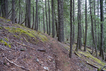 Fototapeta premium footpath in the woods
