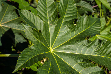 Ricinus communis L. plant, known as castor bean, on a farm in Brazil. It is a plant of the euphorbiaceae family, whose main product is castor oil in medicine and used as raw material for biodiesel