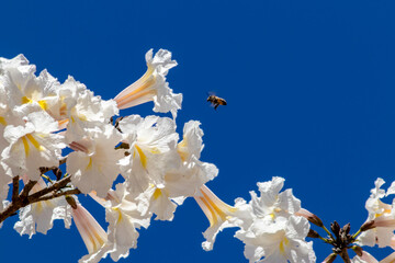 bee pollinates the flowers of white ipe (Tabebuia roseo-alba) in a forest in Brazil. Tabebuia roseo-alba