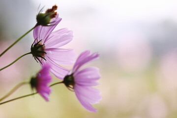 秋の日差しに輝くコスモス