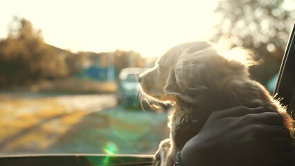 the dog's muzzle looks out of the window in the rays of sunlight. happy dog in the car leaned out...