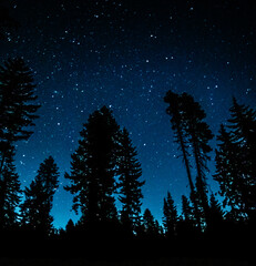 forest and stars