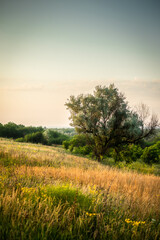 Obraz premium sunrise over the field
