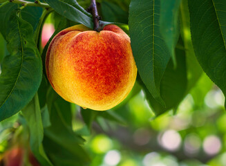 Organic ripe peach fruit on a tree branch among green foliage. Selective soft focus with beautiful bokeh