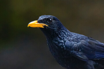 Close up of A blue whistling thrush myophonus caeruleus perching on a river rock, natural bokeh background 