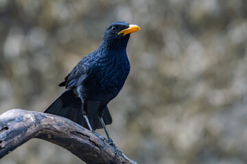 A blue whistling thrush myophonus caeruleus perching on a wood branch, natural bokeh background 