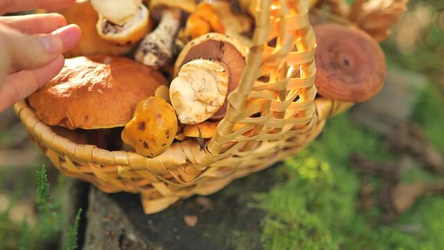 Basket of mushrooms.Hand puts a butter dish mushroom in a basket.Forest Edible mushrooms set. 4k footage