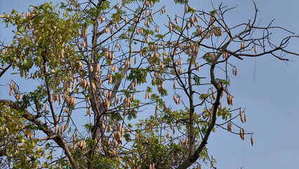 Kapok and fruit trees that produce cotton and pagoda seeds. plants that grow in Asia