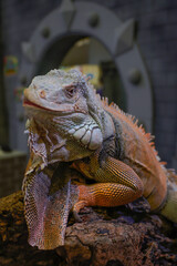 Iguanas are considered reptiles. Classified in the same group as the lizards that we can see online.