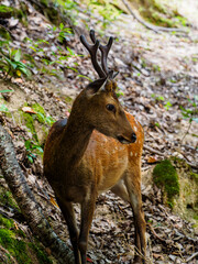 山の斜面で下を窺う野生の雄鹿