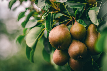 Green pears with leafs in a pear orchard. Selective focus.