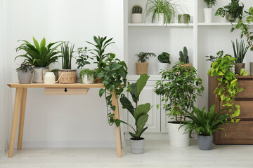 Fototapeta na wymiar Green potted houseplants on table and shelves indoors