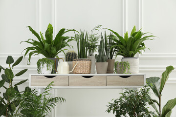 Many green potted houseplants on table near white wall
