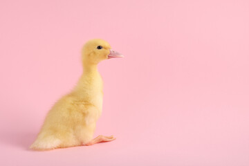 Baby animal. Cute fluffy duckling sitting on pink background, space for text