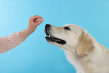 Woman giving pill to cute Labrador Retriever dog on light blue background, closeup
