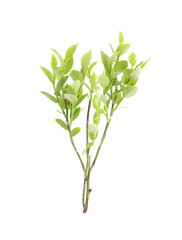 Obraz premium Bilberry branch with fresh green leaves isolated on white