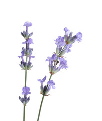 Fototapeta na wymiar Beautiful blooming lavender flowers isolated on white