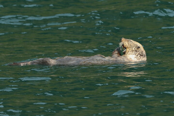 An endangered sea otter, Enhydra lutris, is feeding on a clam