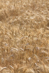 Field of wheat, Harwest of bread wheat , Triticum aestivum, Triticum monococcum