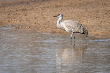 sandhill crane in water