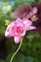 Scented flowers of purple white Freesia, genus Anomatheca