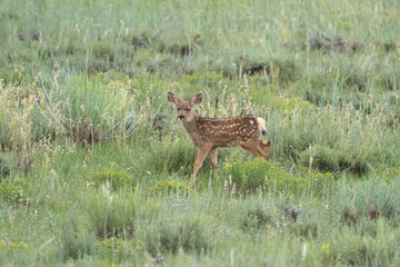 fawn in field