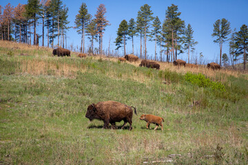 bison in field with pine trees
