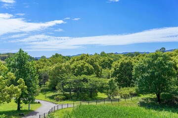 青空バックに見る新緑に包まれた公園の情景