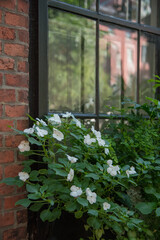 Fototapeta na wymiar window with white flowers and green plants