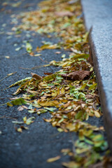 autumn leaves on the ground