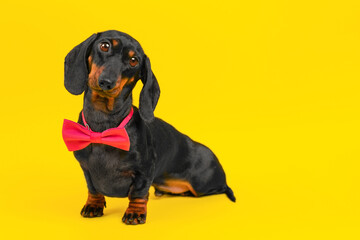 beautiful dachshund dog in a generic bow tie sits on a yellow background, turned his head thoughtfully. Dog in holiday clothes for advertising pet shop