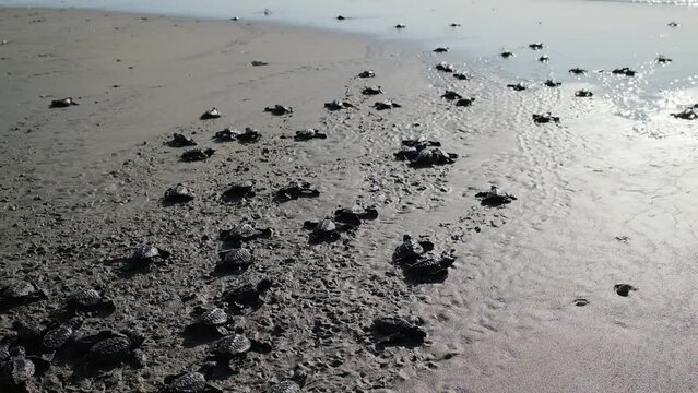 Newly hatched sea turtles make their way into the sea