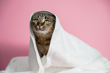 Striped cat wrapped in a white towel on a pink background. 