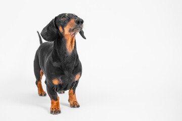 Close-up of thoroughbred well-groomed short-haired black-and-tan dachshund dog stands in expectant...