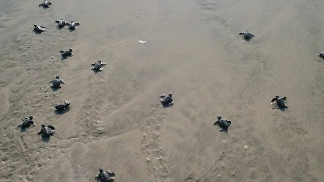 Newly hatched sea turtles make their way into the sea