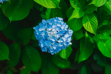 Obraz premium blue hydrangea flower
