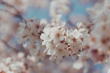 tree blossom