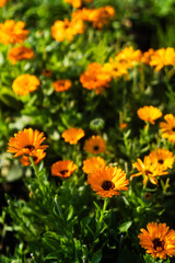 orange flowers in the garden
