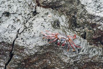 Colorful crab resting over some rocks near Santa Cruz harboour, Galapagos, Ecuador