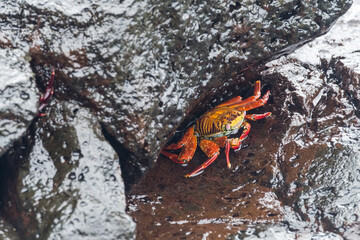 Colorful crab resting over some rocks near Santa Cruz harboour, Galapagos, Ecuador