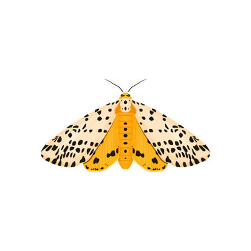 Ćma, nocny motyl. Wektorowa ilustracja kolorowego owada na białym tle.
